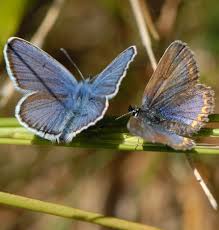 Attēlu rezultāti vaicājumam “Plebejus argus male”
