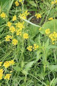 Attēlu rezultāti vaicājumam “Rorippa sylvestris leaf”