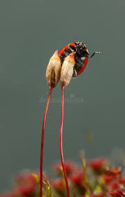Attēlu rezultāti vaicājumam “Polytrichum piliferum sporophyte”