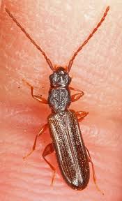 Attēlu rezultāti vaicājumam “Dendrophagus crenatus”