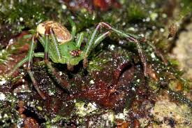 Attēlu rezultāti vaicājumam “Diaea dorsata male”