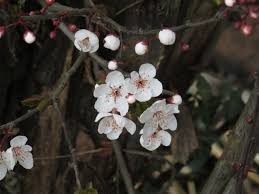 Attēlu rezultāti vaicājumam “Prunus cerasifera var. divaricata bud”