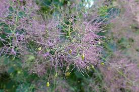 Attēlu rezultāti vaicājumam “Cotinus coggygria flower”