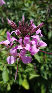 Image result for Epilobium angustifolium