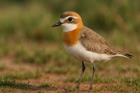 Image result for Charadrius mongolus