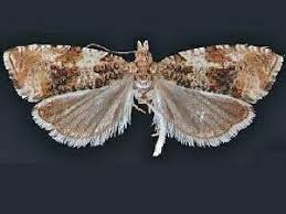 Attēlu rezultāti vaicājumam “Orthotaenia undulana”