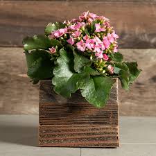 Image result for Kalanchoe blossfeldiana