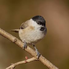 Attēlu rezultāti vaicājumam “Poecile palustris”