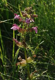 Attēlu rezultāti vaicājumam “Pedicularis palustris flower”