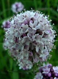 Attēlu rezultāti vaicājumam “Valerianaceae”