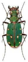 Attēlu rezultāti vaicājumam “Cicindela maritima”