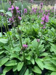 Attēlu rezultāti vaicājumam “Stachys officinalis”