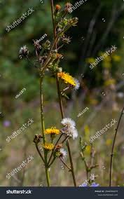 Attēlu rezultāti vaicājumam “Hieracium laevigatum”