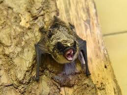 Attēlu rezultāti vaicājumam “Vespertilio murinus”