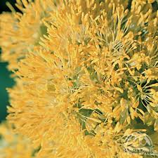 Attēlu rezultāti vaicājumam “Thalictrum flavum flower”