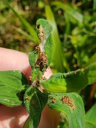 Attēlu rezultāti vaicājumam “Lathronympha strigana”