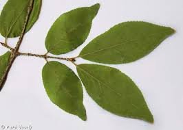 Attēlu rezultāti vaicājumam “Euonymus verrucosus”