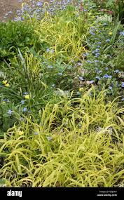Attēlu rezultāti vaicājumam “Milium effusum flower”