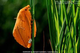 Attēlu rezultāti vaicājumam “Euthrix potatoria”