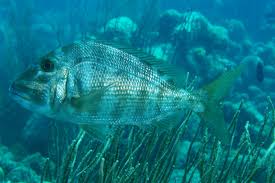 Image result for Calamus bajonado