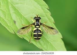 Attēlu rezultāti vaicājumam “Xanthogramma sp. male”