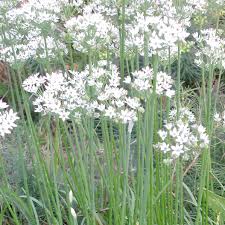 Image result for Schnittknoblauch