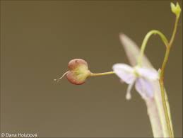 Attēlu rezultāti vaicājumam “Veronica scutellata fruit”