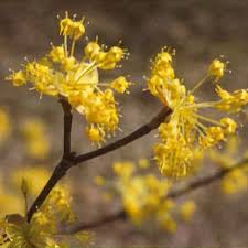 Attēlu rezultāti vaicājumam “Cornus mas flower”
