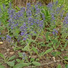 Attēlu rezultāti vaicājumam “Ajuga genevensis flower”