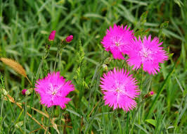 Image result for Dianthus carthusianorum