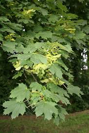 Attēlu rezultāti vaicājumam “Acer platanoides fruit”