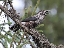 Image result for Nucifraga caryocatactes