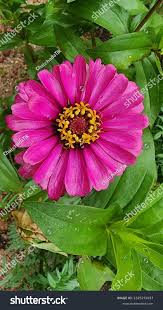 Image result for Zinnia violacea