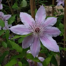 Attēlu rezultāti vaicājumam “Clematis”