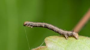 Attēlu rezultāti vaicājumam “Colotois pennaria”