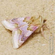 Attēlu rezultāti vaicājumam “Epirranthis diversata upperside”