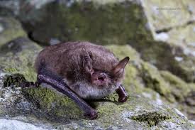 Attēlu rezultāti vaicājumam “Myotis daubentonii”