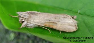 Attēlu rezultāti vaicājumam “Cucullia umbratica”