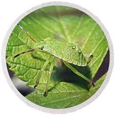 Attēlu rezultāti vaicājumam “Palomena prasina nymph”