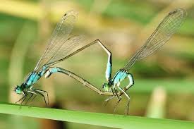 Attēlu rezultāti vaicājumam “Ischnura elegans”