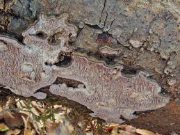 Attēlu rezultāti vaicājumam “Datronia mollis”