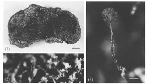 Attēlu rezultāti vaicājumam “Clastoderma debaryanum spores”