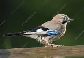 Attēlu rezultāti vaicājumam “Garrulus glandarius adult”