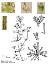 Attēlu rezultāti vaicājumam “Chara polyacantha”