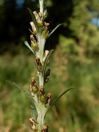 Attēlu rezultāti vaicājumam “Gnaphalium sylvaticum”
