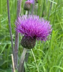 Attēlu rezultāti vaicājumam “Cirsium heterophyllum flower”