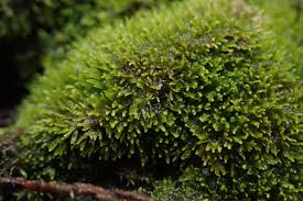 Attēlu rezultāti vaicājumam “Tritomaria exsecta macro”