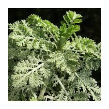 Image result for Anthemis tinctoria