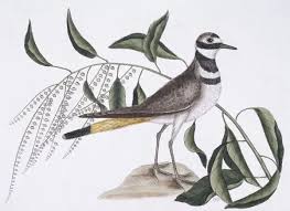 Image result for Charadrius vociferus