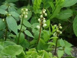 Attēlu rezultāti vaicājumam “Pyrola chlorantha”